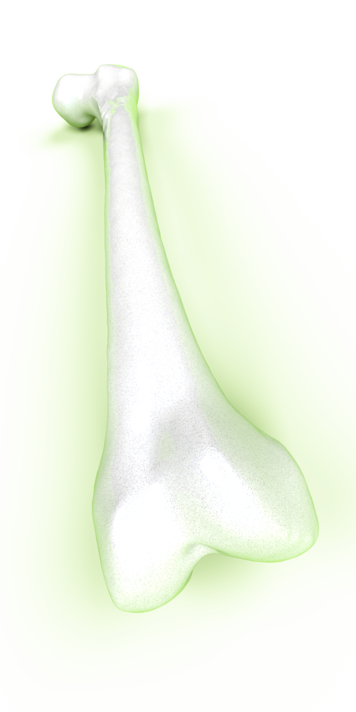 Bone